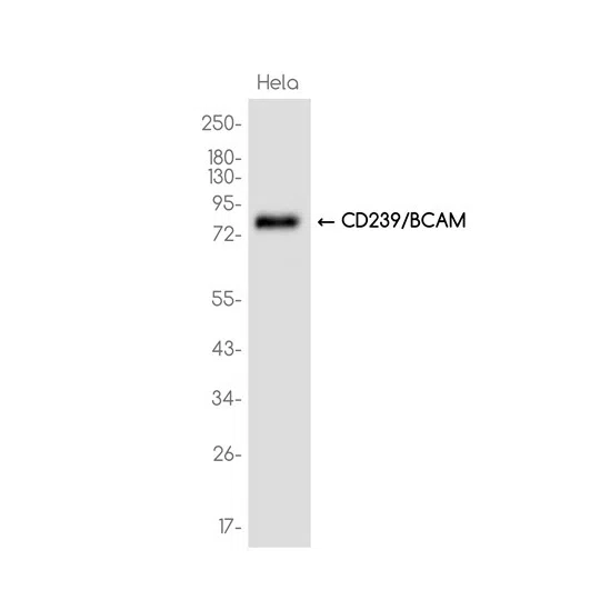 CD239/BCAM Rabbit Monoclonal Antibody - Size: 50µl