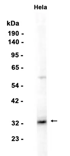 FHL2 Rabbit Monoclonal Antibody - Size: 100µl