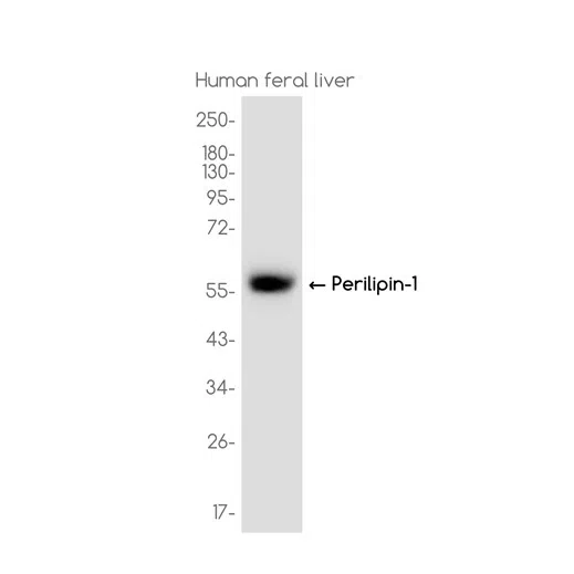 Perilipin-1 Rabbit Monoclonal Antibody - Size: 100µl