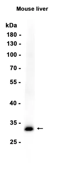 Endo G Rabbit Monoclonal Antibody - Size: 50µl