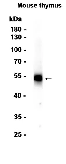 CD4 Rabbit Monoclonal Antibody - Size: 50µl