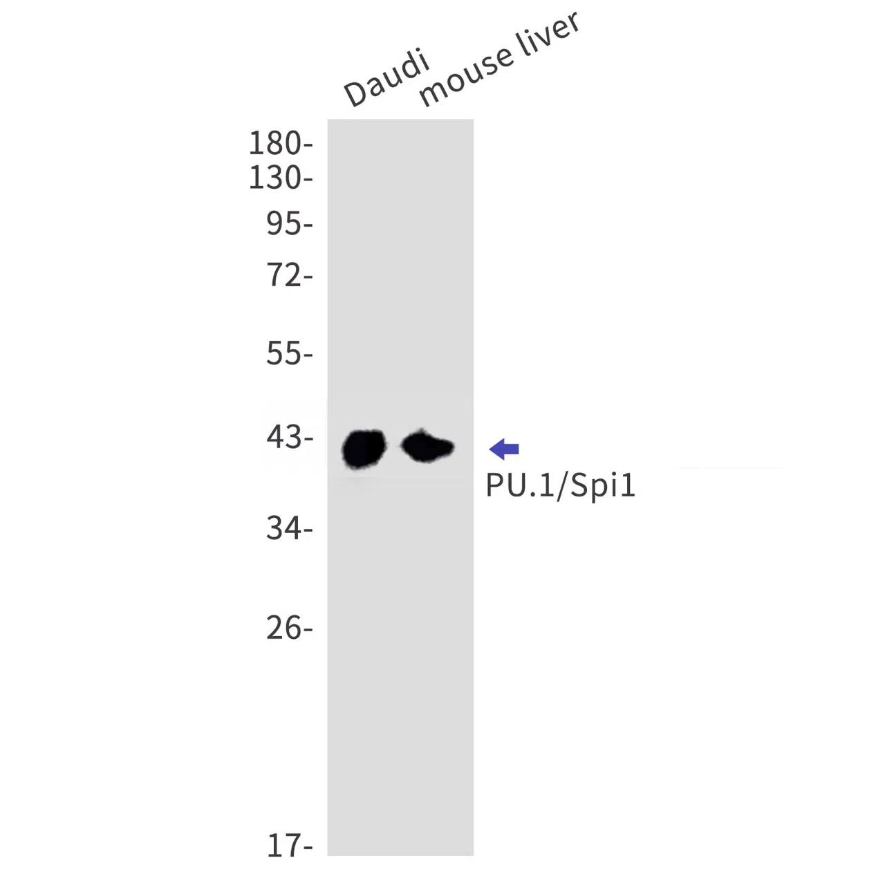 PU.1/Spi1 Rabbit Monoclonal Antibody - Size: 50µl