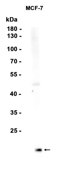 FXYD3 Rabbit Monoclonal Antibody - Size: 50µl