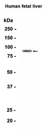 DMGDH Rabbit Monoclonal Antibody - Size: 100µl