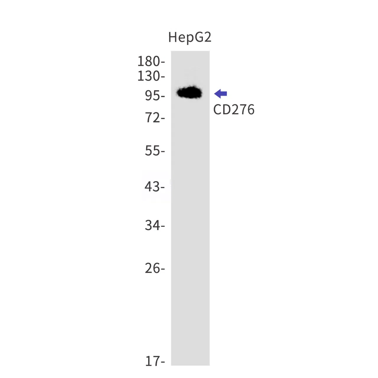 CD276 Rabbit Monoclonal Antibody - Size: 100µl