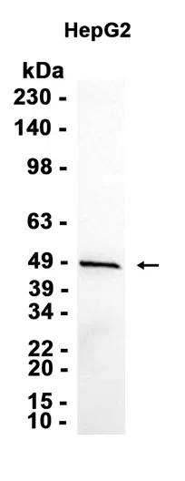 TIA1 Rabbit Monoclonal Antibody - Size: 50µl