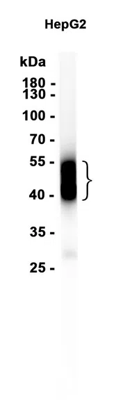 TFPI Rabbit Monoclonal Antibody - Size: 50µl