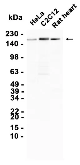 RhoGAP Rabbit Monoclonal Antibody - Size: 100µl
