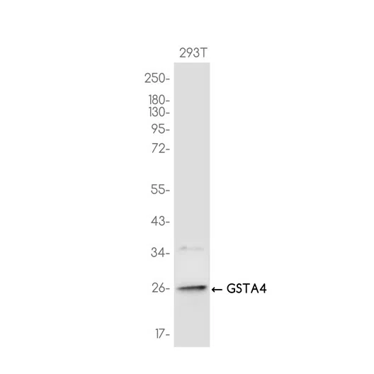 GSTA4 Rabbit Monoclonal Antibody - Size: 50µl