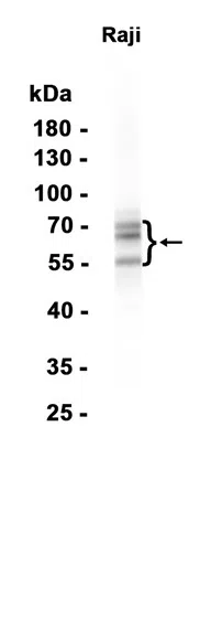 Ikaros Rabbit Monoclonal Antibody - Size: 100µl