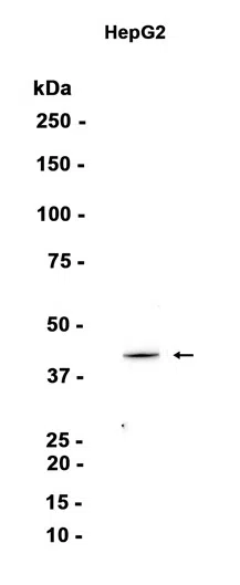 MATH1/HATH1 Rabbit Monoclonal Antibody - Size: 100µl