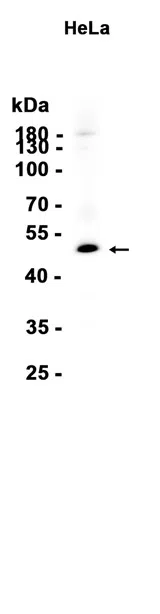 gamma Tubulin Rabbit Monoclonal Antibody - Size: 50µl