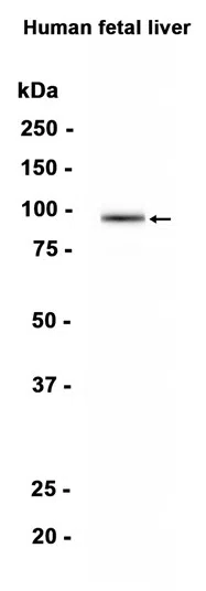 DMGDH Rabbit Monoclonal Antibody - Size: 100µl