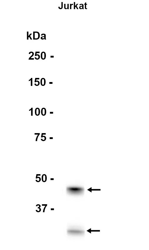 Caspase-2 Rabbit Monoclonal Antibody - Size: 100µl