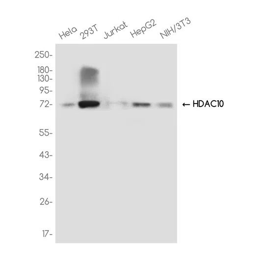 HDAC10 Rabbit Monoclonal Antibody - Size: 50µl