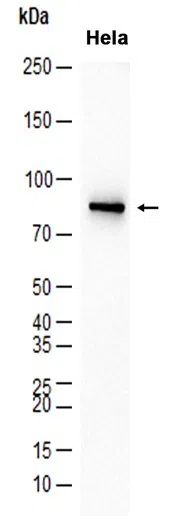SCIN Rabbit Monoclonal Antibody - Size: 100µl