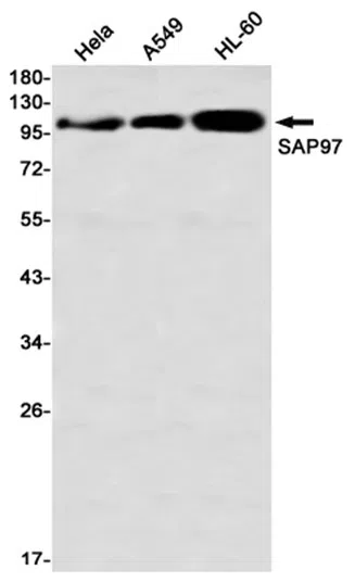 SAP97 Rabbit Monoclonal Antibody - Size: 100µl