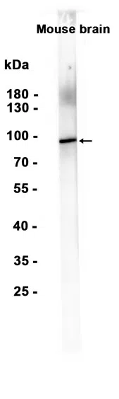TORC1 Rabbit Monoclonal Antibody - Size: 100µl