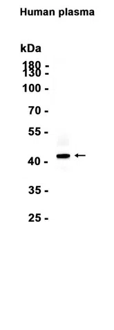 PON1 Rabbit Monoclonal Antibody - Size: 100µl