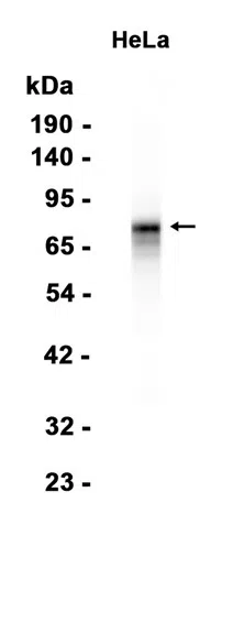 MBD1 Rabbit Monoclonal Antibody - Size: 100µl