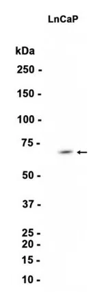 TRIM29 Rabbit Monoclonal Antibody - Size: 100µl