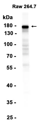 CD11b Rabbit Monoclonal Antibody - Size: 100µl