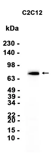 Extracellular matrix protein 1 Rabbit Monoclonal Antibody - Size: 100µl