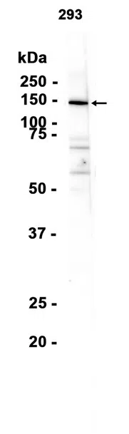 MYBBP1A Rabbit Monoclonal Antibody - Size: 100µl