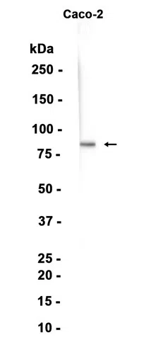 TAB3 Rabbit Monoclonal Antibody - Size: 50µl