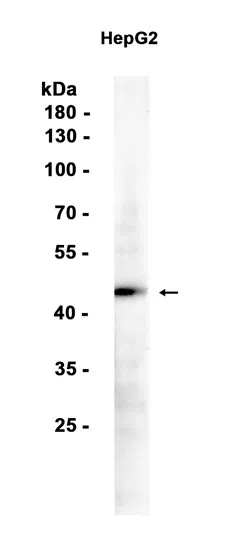 ATTY Rabbit Monoclonal Antibody - Size: 50µl