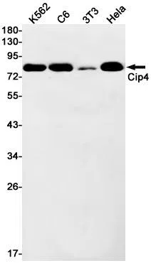 Cip4 Rabbit Monoclonal Antibody - Size: 50µl