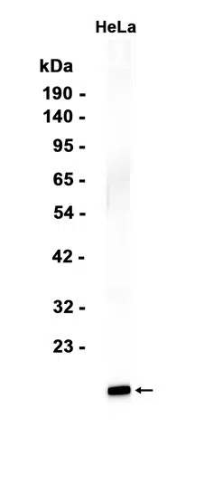 PRA1 Rabbit Monoclonal Antibody - Size: 100µl