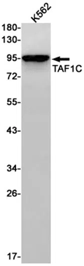 TAF1C Rabbit Monoclonal Antibody - Size: 100µl