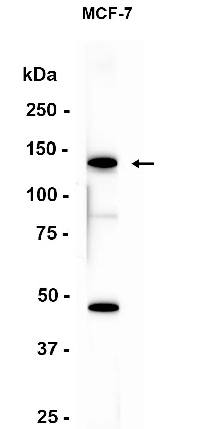 EAG1 Rabbit Monoclonal Antibody