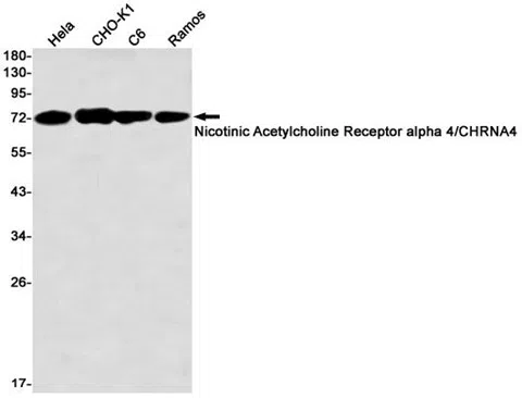 Nicotinic Acetylcholine Receptor alpha 4 Rabbit Monoclonal Antibody - Si