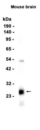 Myelin oligodendrocyte glycoprotein Rabbit Monoclonal Antibody - Size: 5