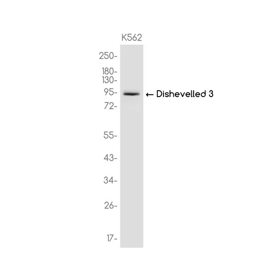 Dishevelled 3 Rabbit Monoclonal Antibody - Size: 50µl