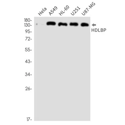 HDLBP Rabbit Monoclonal Antibody - Size: 100µl