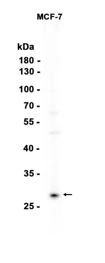 EBI3 Rabbit Monoclonal Antibody - Size: 100µl