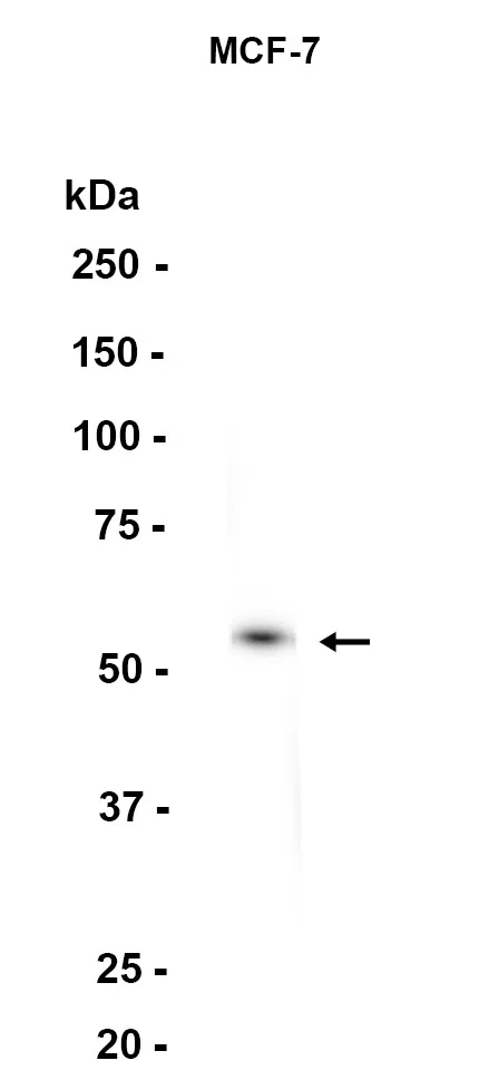 Lipoamide Dehydrogenase Rabbit Monoclonal Antibody - Size: 100µl