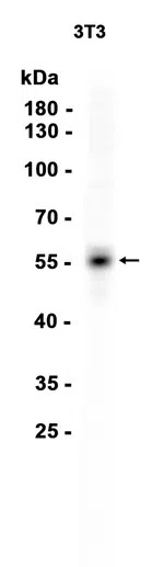 Fibulin-4 Rabbit Monoclonal Antibody - Size: 50µl