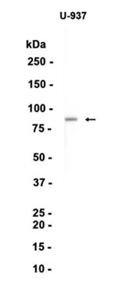 FES Rabbit Monoclonal Antibody - Size: 100µl
