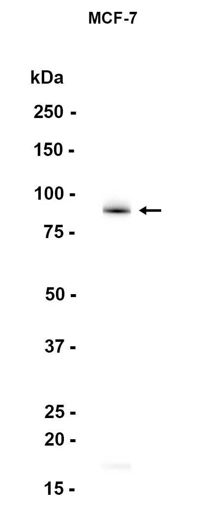 VCP Rabbit Monoclonal Antibody - Size: 50µl
