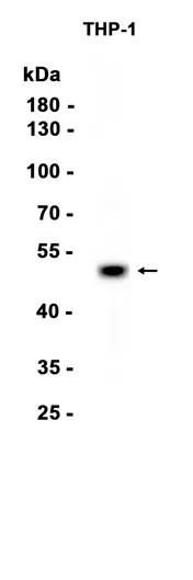 IRF8 Rabbit Monoclonal Antibody