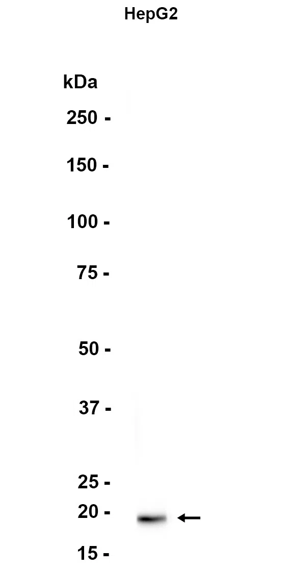 ARL2BP Rabbit Monoclonal Antibody - Size: 50µl