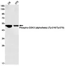 Phospho-GSK3 (alpha/beta) (Tyr279/Tyr216) Rabbit Monoclonal Antibody - S