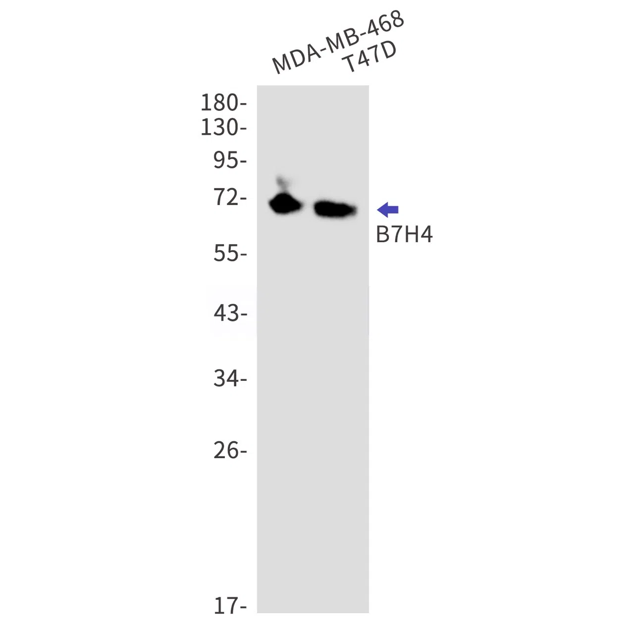 B7H4 Rabbit Monoclonal Antibody