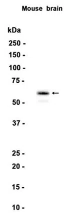 Munc18-1 Rabbit Monoclonal Antibody - Size: 50µl