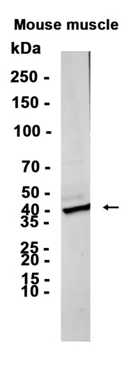 PON3 Rabbit Monoclonal Antibody - Size: 50µl