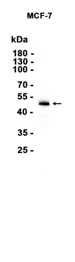 BMP7 Rabbit Monoclonal Antibody - Size: 50µl